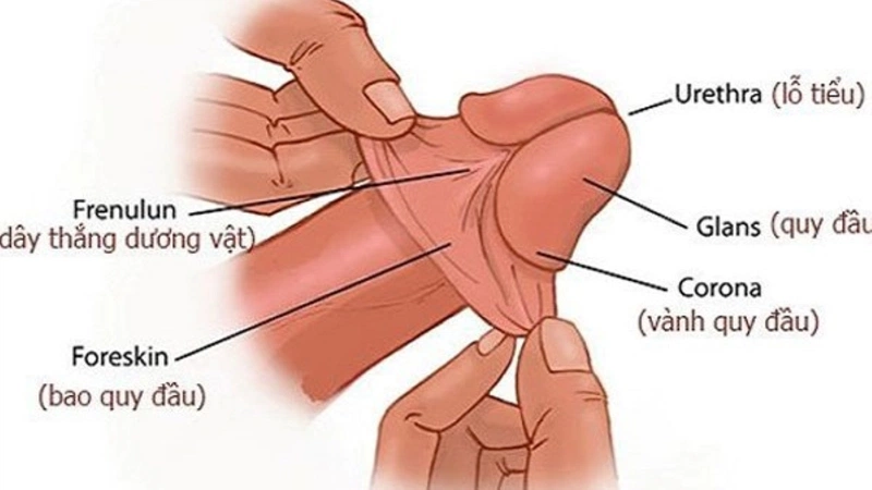 Vị trí và hình dạng của dây hãm bao quy đầu