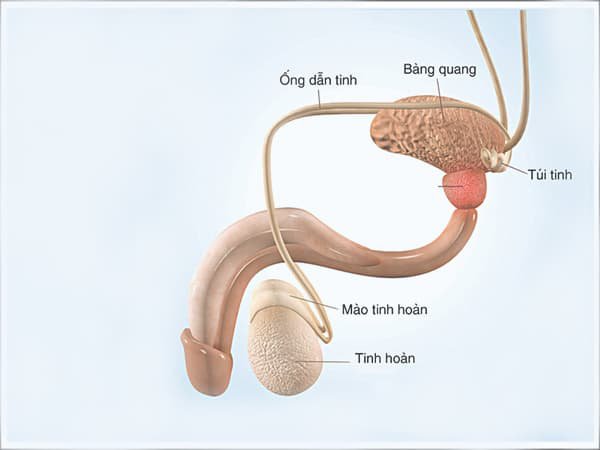 Thắt ống dẫn tinh Gia Lai